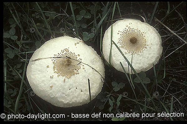 champignon - mushroom